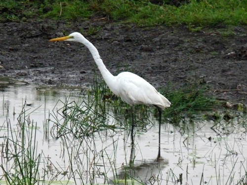 Weisshalsreiher
